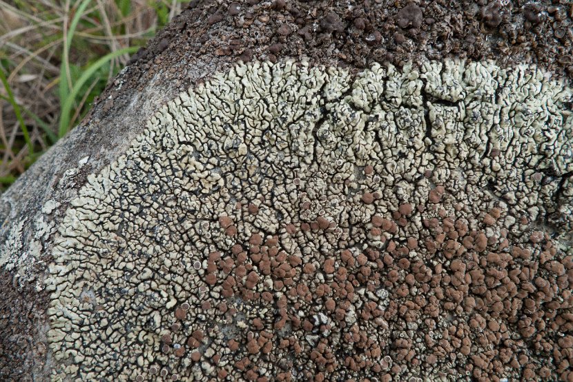 Lecanora garovaglii-9